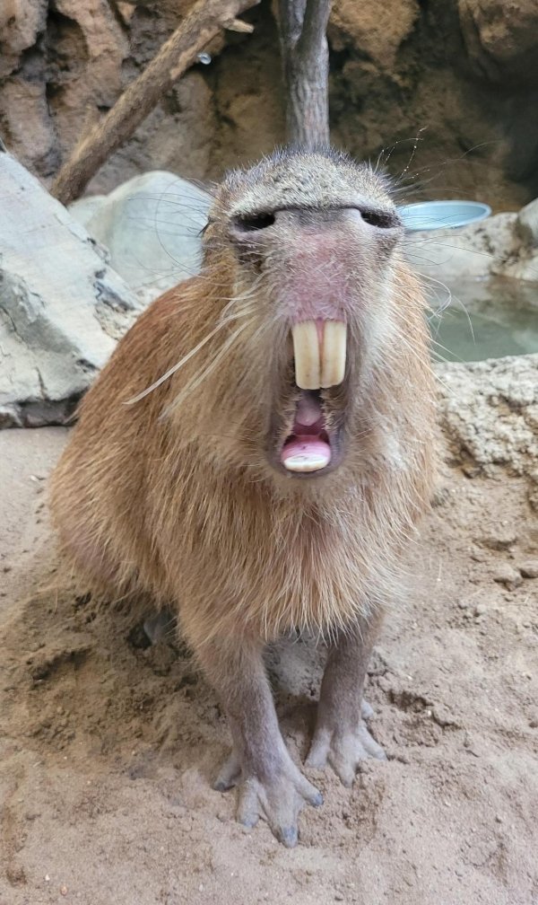 Gratuti - Pareidolia, Capybara, Nose