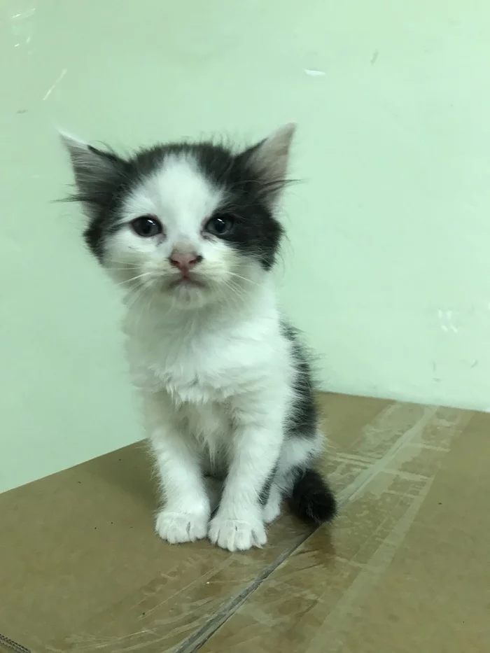 Котят в добрые руки - Кот, Длиннопост, Без рейтинга, Спасение животных, Лига Добра, Москва, В добрые руки, Котята