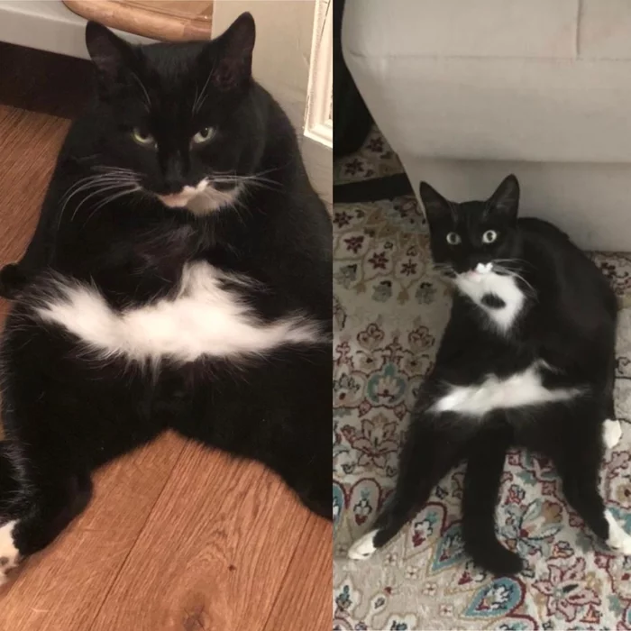 Before and after cat castration - My, Black cat, cat