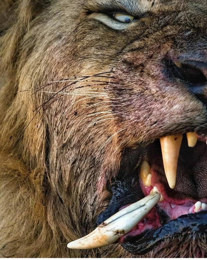 Loss of tusks in lions - Instagram, Wild animals, Big cats, Teeth, Fangs, a lion, Animals, Predatory animals