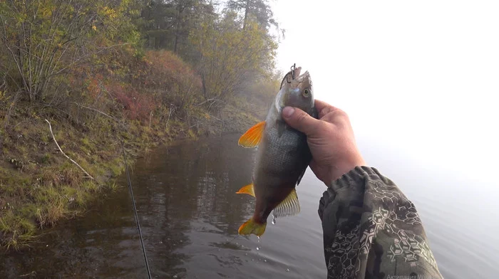 First fall catch - My, Fishing, Spinning, Hot smoking, Video, Longpost