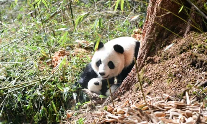 Good living conditions have reduced the interest of pandas in breeding - Panda, Wild animals, China, Interesting, Research, Reproduction, Scientists, The Guardian, , Animal Rescue, Animal defenders