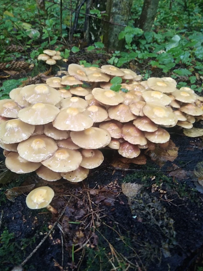 In a dark blue forest, where aspens tremble, where foliage flies from sorcerer oaks (c) - My, Beautiful, Mushrooms, Forest, Nature, Mobile photography, Longpost