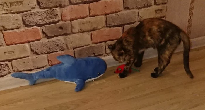 Predator to Predator - My, Kittens, Instinct, Longpost, cat