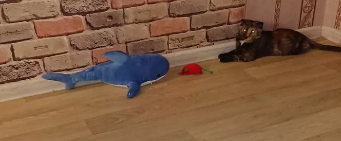 Predator to Predator - My, Kittens, Instinct, Longpost, cat