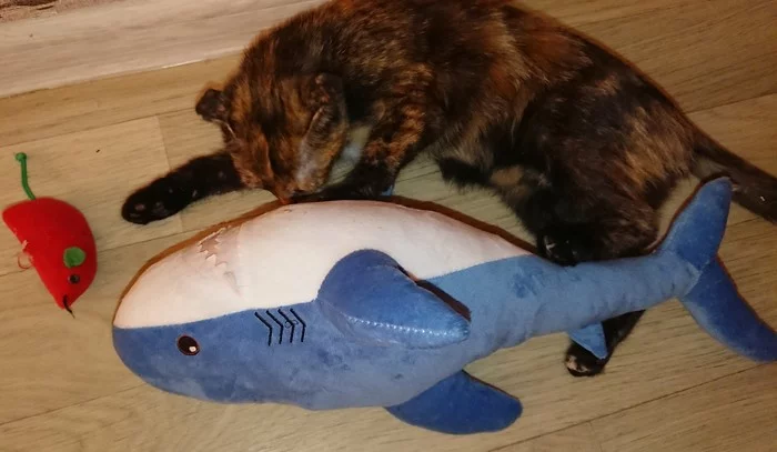 Predator to Predator - My, Kittens, Instinct, Longpost, cat