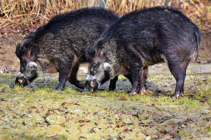 Boars have invaded Rome and now the city can change its power! - Boar, Wild animals, Interesting, Rome, Italy, Animals, Video, Longpost