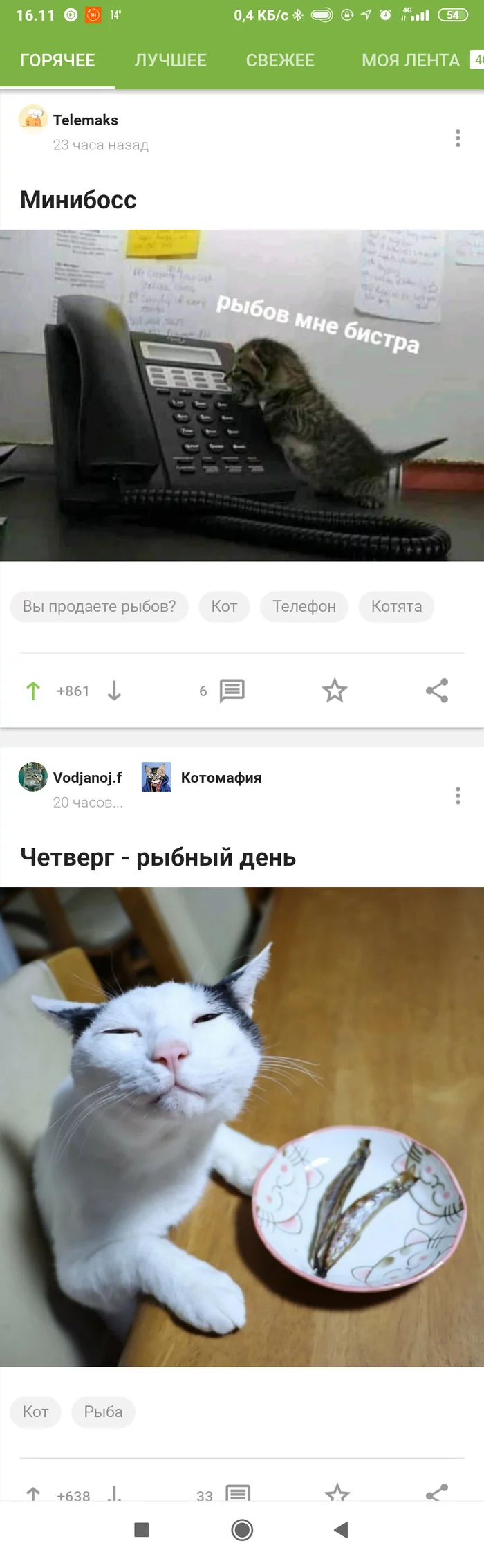 It happens - My, cat, Images, Screenshot, Coincidence, Longpost