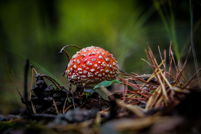 какие животные любят алкоголь. Смотреть фото какие животные любят алкоголь. Смотреть картинку какие животные любят алкоголь. Картинка про какие животные любят алкоголь. Фото какие животные любят алкоголь