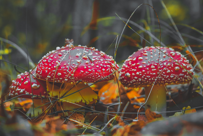 какие животные любят алкоголь. Смотреть фото какие животные любят алкоголь. Смотреть картинку какие животные любят алкоголь. Картинка про какие животные любят алкоголь. Фото какие животные любят алкоголь