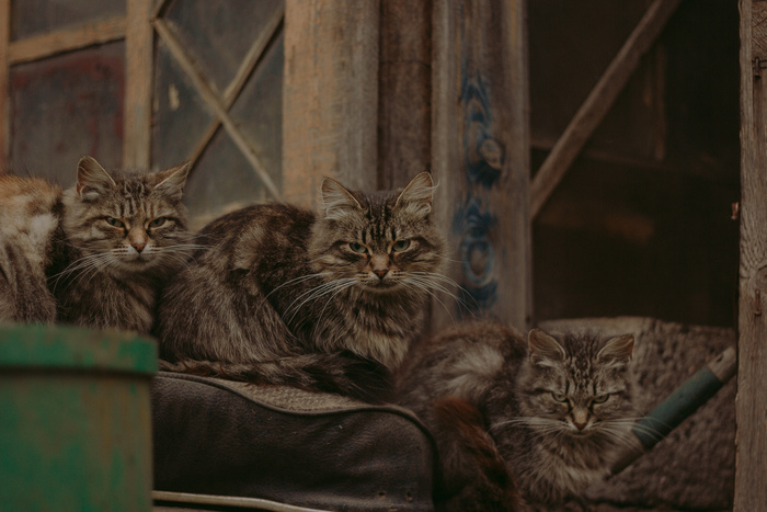 ��� ������� �������