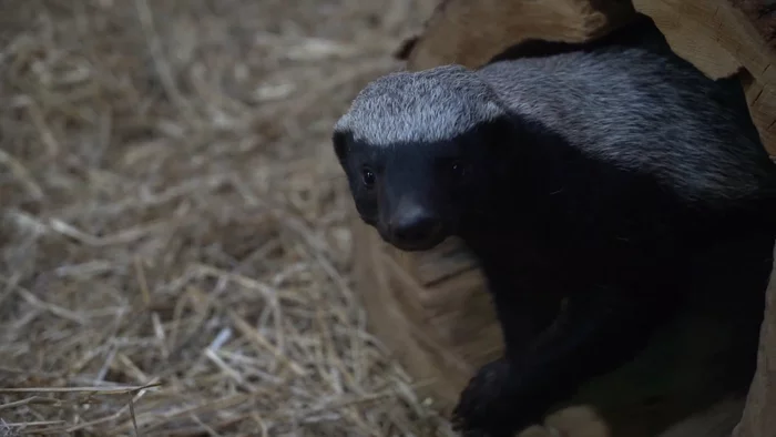 Reply to the post Honey badgers settled in the Moscow Zoo - Honey badger, Animals, Zoo, Moscow Zoo, Moscow, Cunyi, Predatory animals, Wild animals, , The national geographic, Reply to post