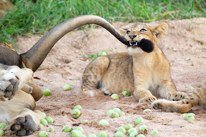 I won't let you in! - a lion, Lion cubs, Big cats, Cat family, Predatory animals, Wild animals, wildlife, South Africa, , The photo, Young, Reserves and sanctuaries, Kus, Tail