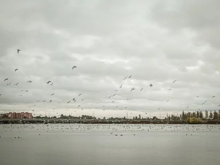 Birds - My, The photo, Seagulls, Birds