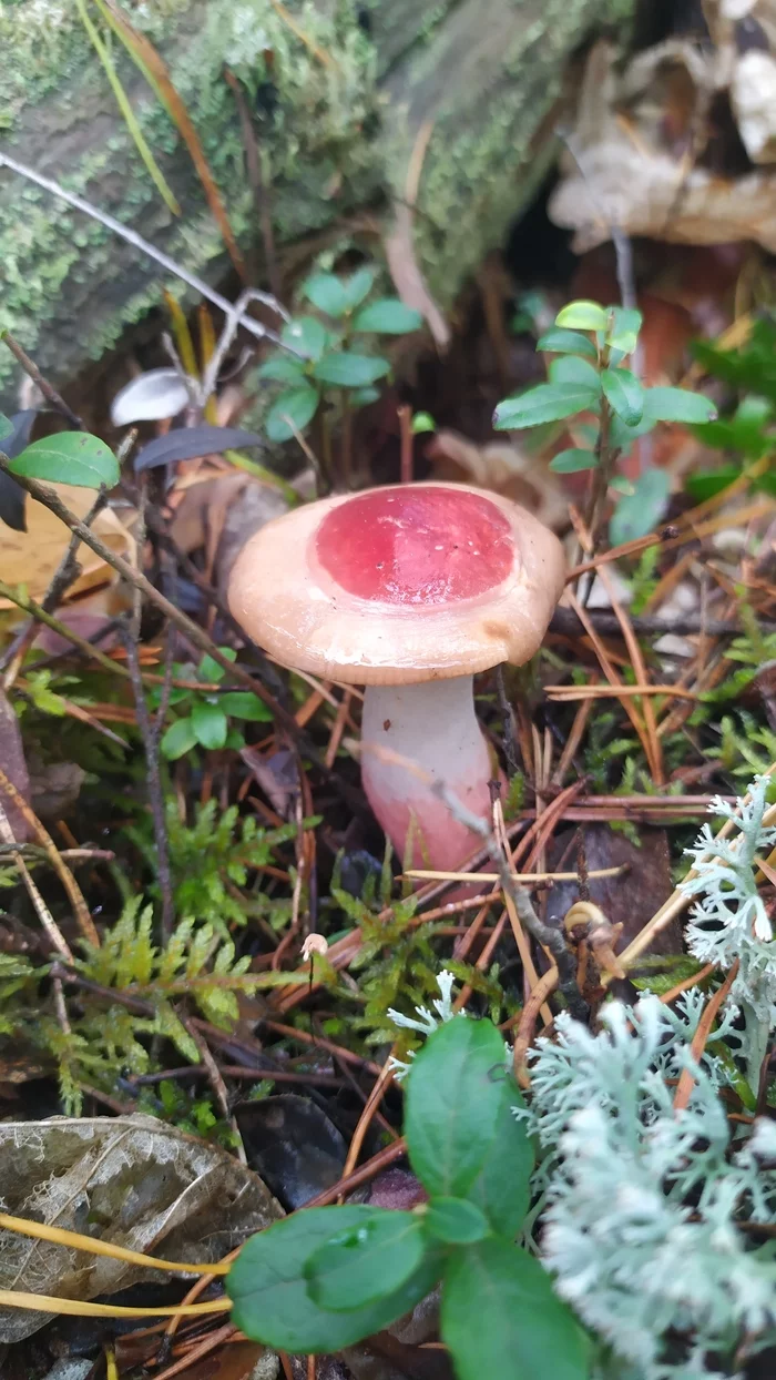 What kind of mushroom? - My, Mushrooms, Mobile photography, Forest, beauty of nature