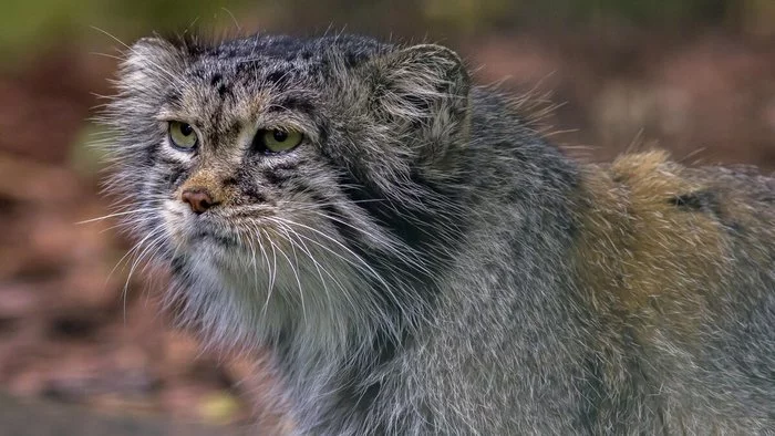 Manuls are taking over the world. - Pallas' cat, Small cats, Cat family, Fluffy, Milota, Predatory animals, Wild animals, Zoo, , Berlin, Germany, Rare view, Animal protection, Red Book, Pet the cat, Video