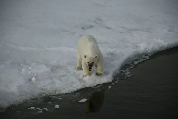 Polar bears in their natural habitat - My, Polar bear, Arctic, Ice, Wild animals, Video, The photo, wildlife, Longpost, Predatory animals