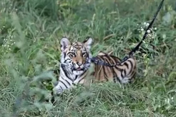 Wild foundling spoiled the nerves and the interior of Sergei Zhigunov - Tiger cubs, Big cats, Cat family, Predatory animals, Sergey Zhigunov, Actors and actresses, Interesting, Tiger, Longpost