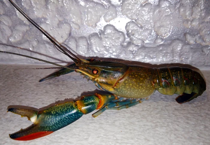 Australian red claw crayfish - My, Crayfish, beauty, Longpost, Crayfish