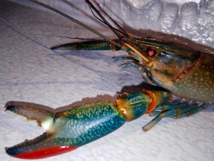 Australian red claw crayfish - My, Crayfish, beauty, Longpost, Crayfish