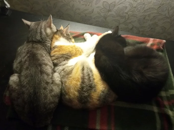 sleep jersey - My, cat, Sleeping Beauties, Milota