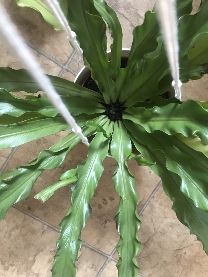 Москва, СВАО. Поменяюсь папоротниками или подарю | Пикабу