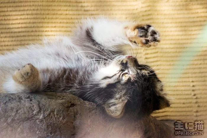 The hand is reaching out... - Pallas' cat, Small cats, Cat family, Predatory animals, Fluffy, Milota, Pet the cat, Wild animals