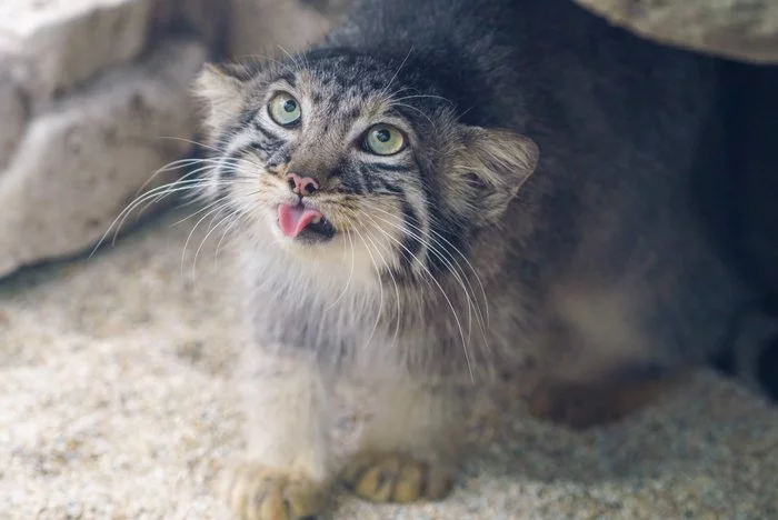 Cute, kind, fluffy, sad... Stroke the cat! - Pallas' cat, Small cats, Cat family, Predatory animals, Fluffy, Milota, Pet the cat, Wild animals