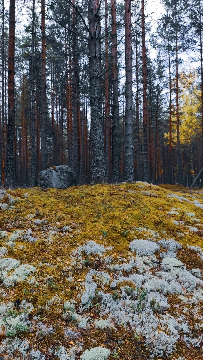 Краски осени - Моё, Природа, Ленинградская область, Длиннопост