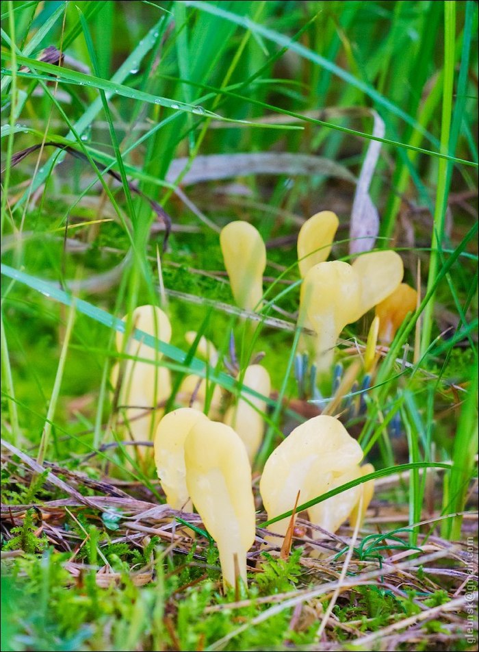  (Spathularia flavida)