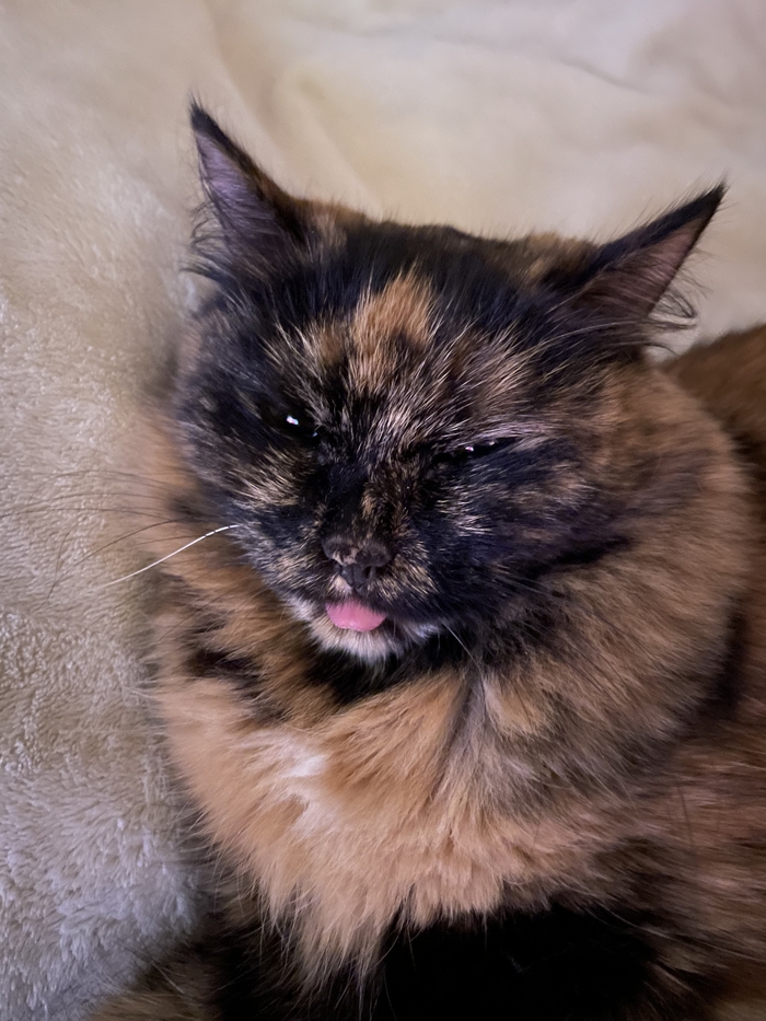 Не совсем Мона Лиза, но все же - Моя Алиса … Кот, Милота, Юмор, Длиннопост