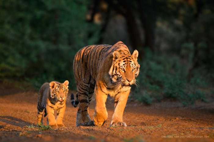 Walking with mom - Tiger, Tiger cubs, Big cats, Cat family, Predatory animals, South Africa, Reserves and sanctuaries, Wild animals, , Young, The photo