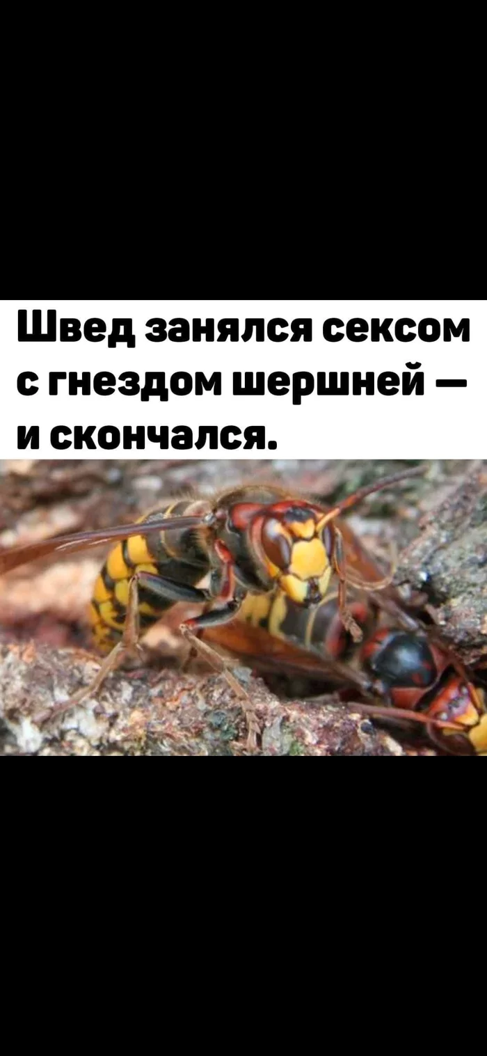 Hornets - Hornet, Humor, Bestiality, Sex, Longpost