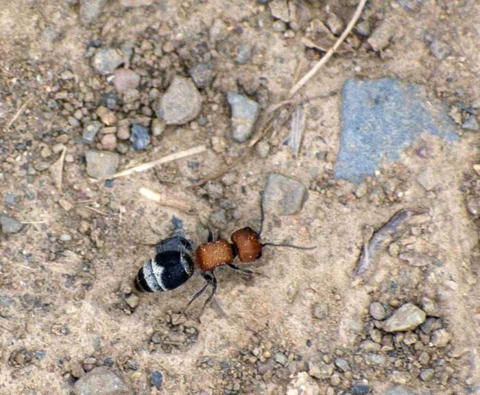 кто такой аксолотль рыба или лягушка. Смотреть фото кто такой аксолотль рыба или лягушка. Смотреть картинку кто такой аксолотль рыба или лягушка. Картинка про кто такой аксолотль рыба или лягушка. Фото кто такой аксолотль рыба или лягушка кто такой аксолотль рыба или лягушка. Смотреть фото кто такой аксолотль рыба или лягушка. Смотреть картинку кто такой аксолотль рыба или лягушка. Картинка про кто такой аксолотль рыба или лягушка. Фото кто такой аксолотль рыба или лягушка