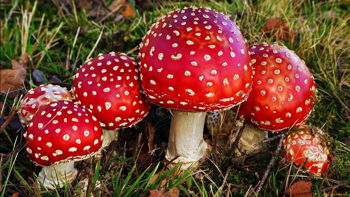 ��� ������� ������� ��� ��������