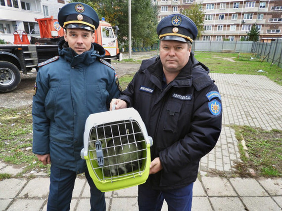 Ответ на пост «В Ногинске администрация уже 18 дней не даёт спасти животных, оставшихся в квартирах- ловушках, после взрыва газа в жилом доме!» - Ногинск, Ногинский район, Спасение, Помощь, Авария, Спасение животных, Видео, Ответ на пост, Длиннопост, Новости, Негатив