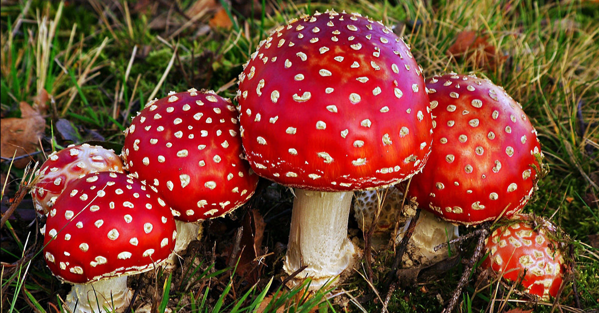 Amanita