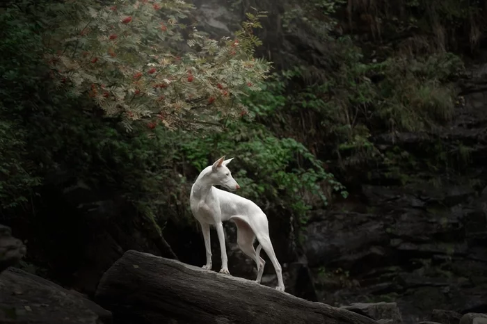 Barbara in Karelia. - My, Dog days, Podenko Ibitsenko, Dog, Longpost