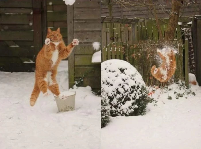 Balin( - The photo, cat, Snow, Snowball, Stalker