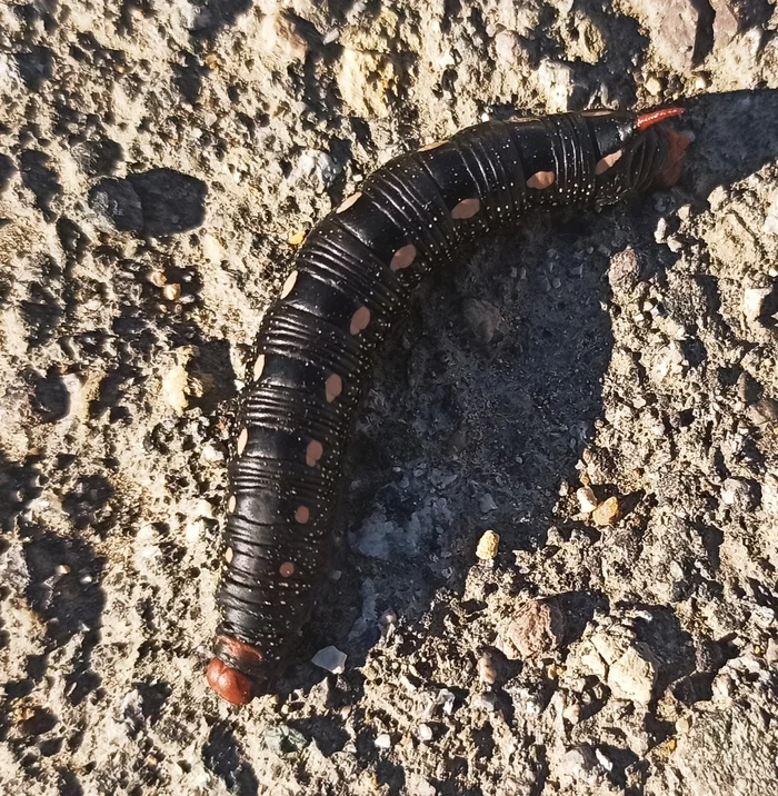 Moth hawk in the Magadan region - My, Caterpillar, The photo