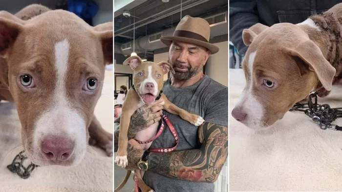 Dave Bautista Adopted a Puppy Who Was Severely Bullied - Dave Batista, Mickey Rourke, Dog, Actors and actresses, Celebrities, The photo, From the network, Puppies, , Animal Rescue, Kindness, Cruelty to animals