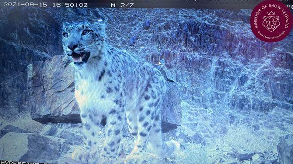 New habitat for snow leopards discovered in Altyn Emel National Park - Snow Leopard, Big cats, Cat family, Predatory animals, Wild animals, Kazakhstan, National park, Area, , Interesting, Species conservation