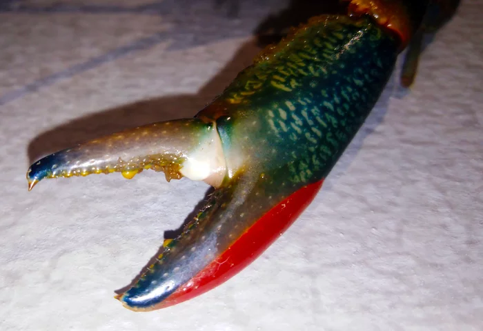 Australian red claw crayfish - My, Crayfish, beauty, Longpost, Crayfish