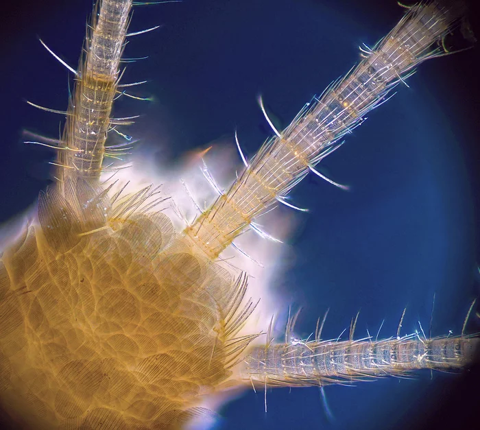 Three tailed silverfish - My, Microfilming, Microscope, Scaly, Polarization