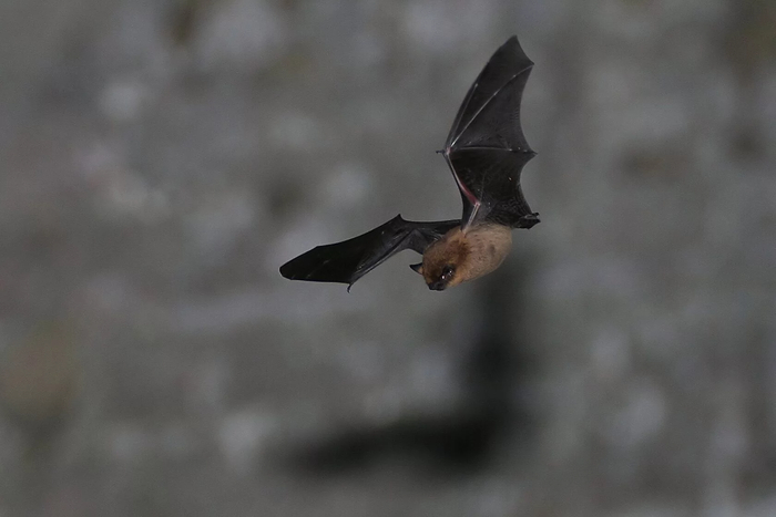 Всё про летучих мышей