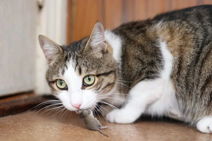 Mouse chewing gum - My, cat, Mouse, Hunter, Canon, The photo