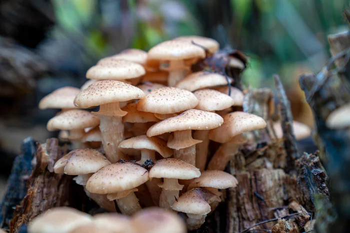 First mushrooms - My, Mushrooms, Honey mushrooms, Autumn, Mushroom pickers, Forest, Longpost