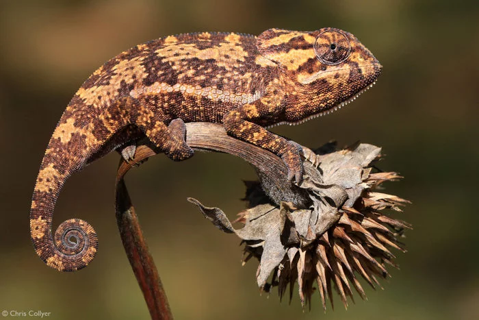 6 facts about chameleons - Chameleon, Reptiles, Wild animals, wildlife, Africa, Text, The photo, Longpost, Rare view