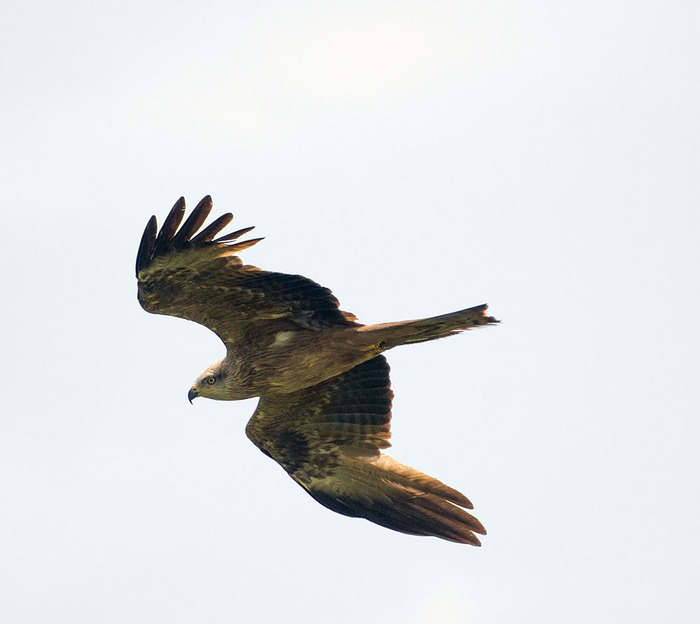 кто такой аксолотль рыба или лягушка. Смотреть фото кто такой аксолотль рыба или лягушка. Смотреть картинку кто такой аксолотль рыба или лягушка. Картинка про кто такой аксолотль рыба или лягушка. Фото кто такой аксолотль рыба или лягушка кто такой аксолотль рыба или лягушка. Смотреть фото кто такой аксолотль рыба или лягушка. Смотреть картинку кто такой аксолотль рыба или лягушка. Картинка про кто такой аксолотль рыба или лягушка. Фото кто такой аксолотль рыба или лягушка