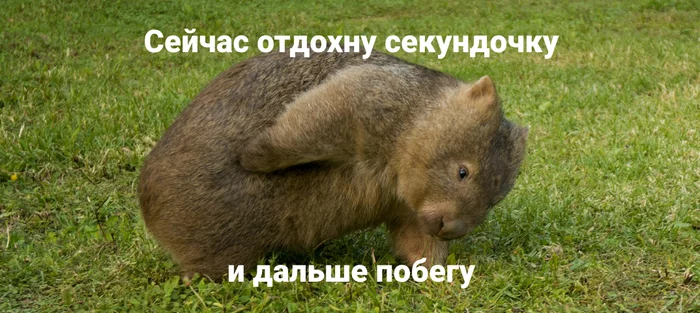 Wombat-father, wombat-father, you didn’t hide the promo codes behind the backs of the guys - 